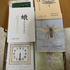 知育　フラッシュカードの画像
