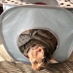 中古 室内用 猫ちゃんおもちゃの画像