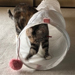中古 IKEA製 猫ちゃんおもちゃの画像