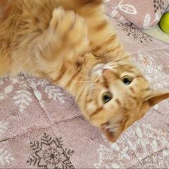 茶トラ 男の子 鍵尾っぽ - 猫