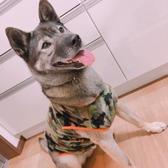 雑種   - 西牟婁郡