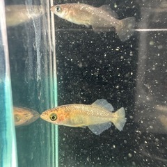メダカ【橙】ノーマルアイ　５匹(♂２♀３)の画像