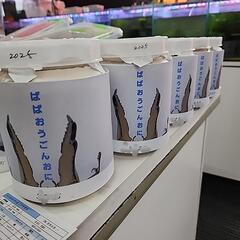 ババオウゴンオニクワガタ　幼虫