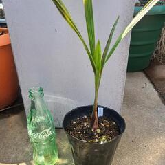 ココスヤシの苗　3年目くらいです。