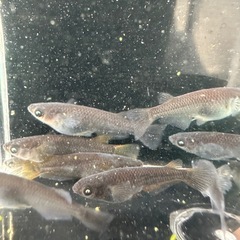 メダカ【黑天幻龍ブルー/アースアイ】　１０匹(１匹１００円)の画像