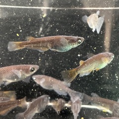 メダカ【黑天幻龍ブルー/アースアイ】　１０匹(１匹１００円)の画像