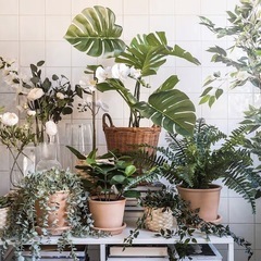 IKEA FEJKA フェイカ　造花　モンステラの画像