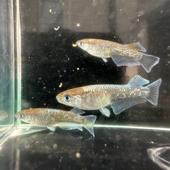 メダカ【プレアデス】若魚(ヘテロ)(ブルー/アースアイ因子持ち