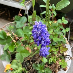 寄せ植えミニ鉢の画像