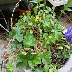 寄せ植えミニ鉢の画像