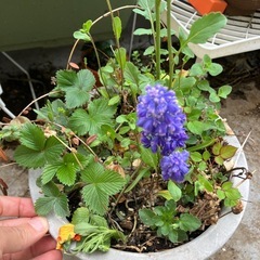 寄せ植えミニ鉢の画像