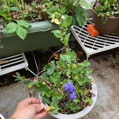 寄せ植えミニ鉢