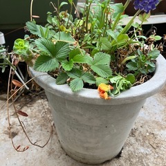寄せ植えミニ鉢の画像