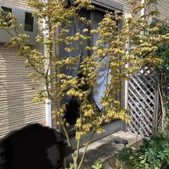紅葉・金木犀・サカキ　鉢植え　その他の観葉植物もあり