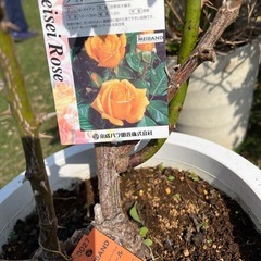 薔薇 ソリドール　園芸花植物ガーデニング