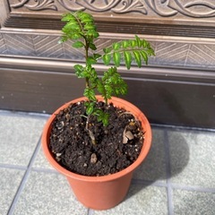 2025年新芽　山椒の苗木(木の芽の木です)