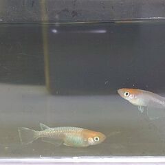 紅白体外光メダカ　　2匹　600円の画像