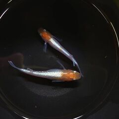 紅白体外光メダカ　　2匹　600円
