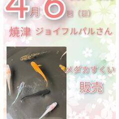 4/6(日)よっちゃんメダカ　ジョイフルパルさんメダカイベント🐟