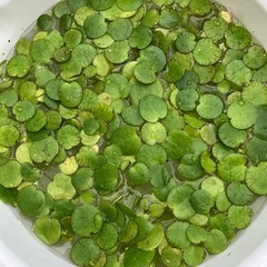 水草ドワーフフロッグピット20株+αの画像