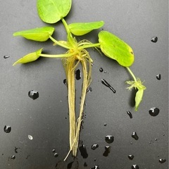 水草ドワーフフロッグピット20株+αの画像