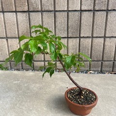 桜　河津桜　盆栽　