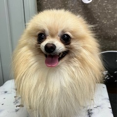 ポメラニアン（ディくん）代理投稿
