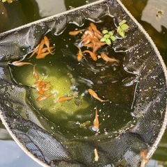 メダカ　紅華