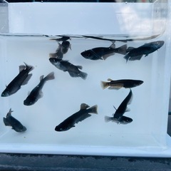 海水魚・タツノオトシゴ】ブリード ラインドシーホース