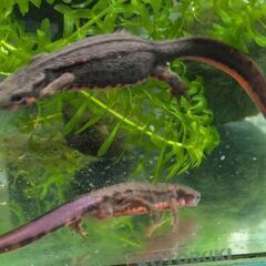 アカハライモリ　八丈島産　ペア