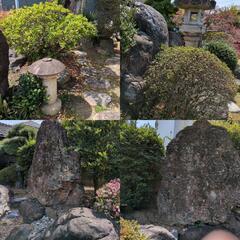5月16-17立会④門かぶり松の木など、剪定済みの木々★石★紅葉...