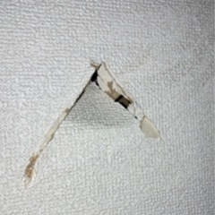 壁の穴　修繕