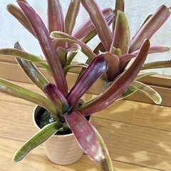 ネオレゲリア・ファイヤーボール　