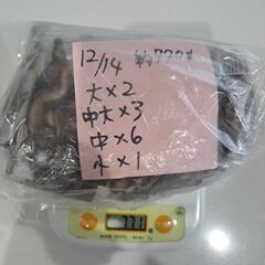 【取引中】シガヤ(約1.7㎏)