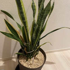 【決定】サンスベリアの画像