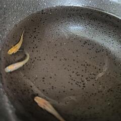 ★めだか〜コブラ　オス1・メス2　若魚　産卵開始サイズ