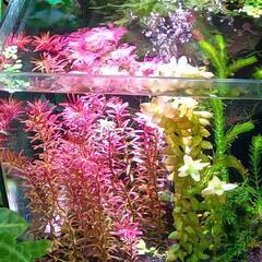 水草 赤色 ロタラロトンディフォリアレディッシュ① めだか・エビ...