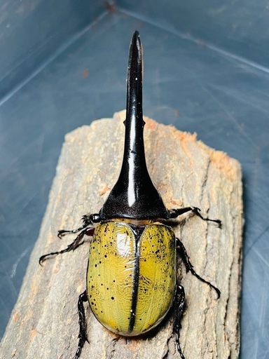 4/13まで 大型 ヘラクレスオオカブト ペア ♂160mm ♀73mm DH