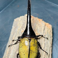 4/13まで　大型 ヘラクレスオオカブト ペア ♂160mm ♀73mm DHヘラクレス ギネス系血統 超有名血統　最終値引きの画像