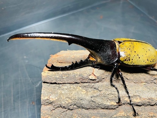 4/13まで 大型 ヘラクレスオオカブト ペア ♂160mm ♀73mm DH