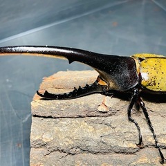 4/13まで　大型 ヘラクレスオオカブト ペア ♂160mm ♀73mm DHヘラクレス ギネス系血統 超有名血統　最終値引きの画像