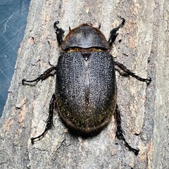 4/13まで　大型 ヘラクレスオオカブト ペア ♂160mm ♀73mm DHヘラクレス ギネス系血統 超有名血統　最終値引きの画像