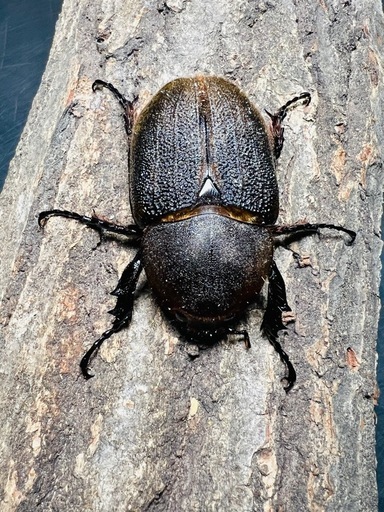 4/13まで 大型 ヘラクレスオオカブト ペア ♂160mm ♀73mm DH