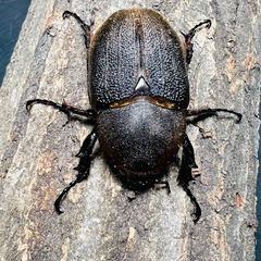 4/13まで　大型 ヘラクレスオオカブト ペア ♂160mm ♀73mm DHヘラクレス ギネス系血統 超有名血統　最終値引きの画像