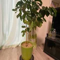 コーヒーの木の画像