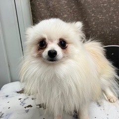 ポメラニアン（ドン君）