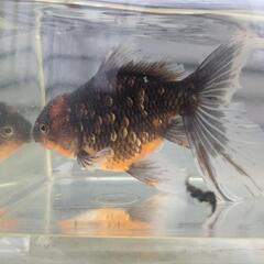 ローズテールオランダ　金魚