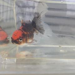 ローズテールオランダ　金魚