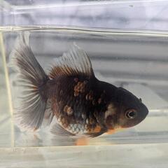 ローズテールオランダ　金魚