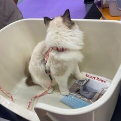 大きい猫のトイレの画像